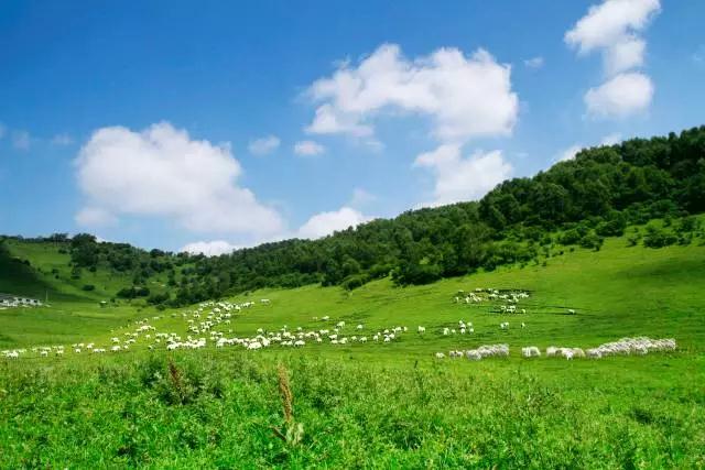 ʨ�ӻ� - ������ɫ��Ϸ����