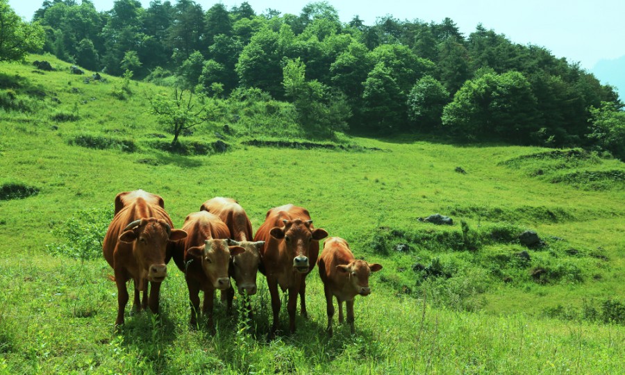 ʨ�ӻ� - ������ɫ��Ϸ����