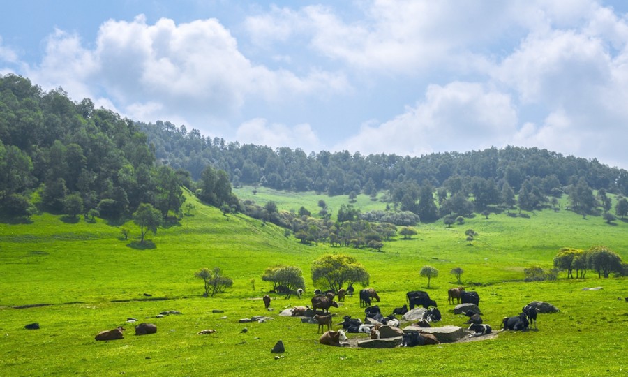 ʨ�ӻ� - ������ɫ��Ϸ����