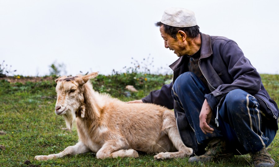 ʨ�ӻ� - ������ɫ��Ϸ����