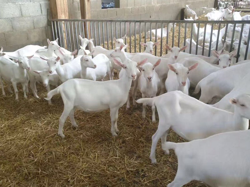 ʨ�ӻ� - ������ɫ��Ϸ����