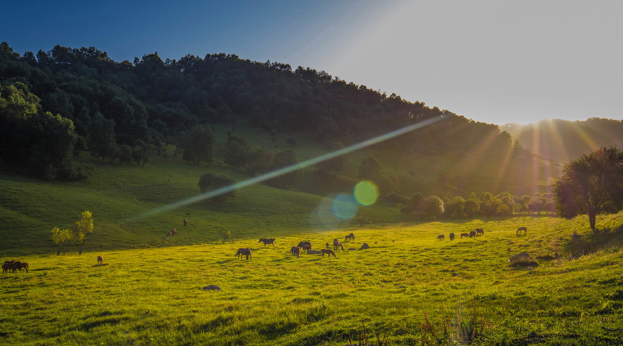 ʨ�ӻ� - ������ɫ��Ϸ����