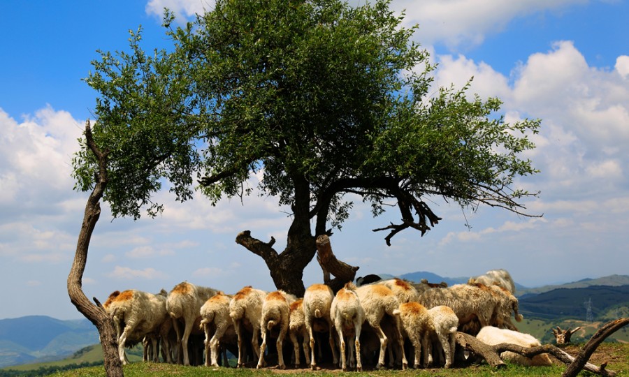 ʨ�ӻ� - ������ɫ��Ϸ����