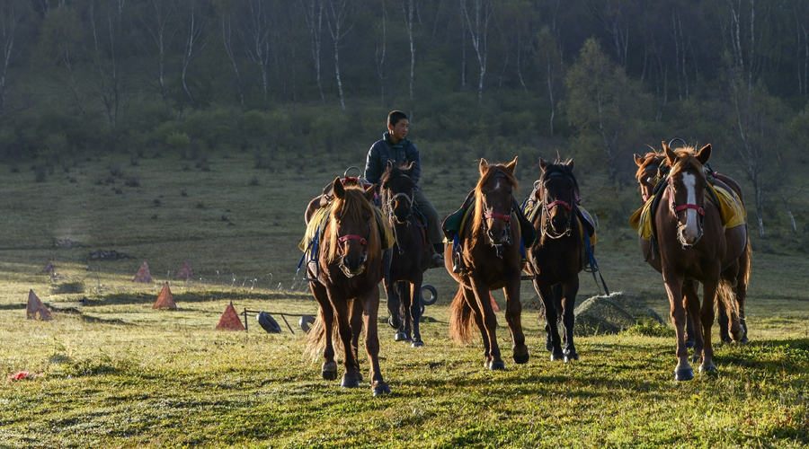 ʨ�ӻ� - ������ɫ��Ϸ����