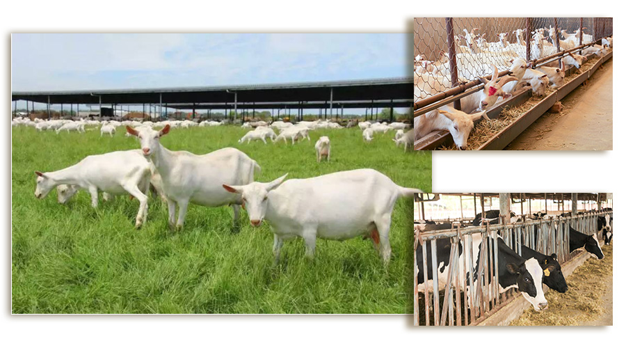 ʨ�ӻ� - ������ɫ��Ϸ����