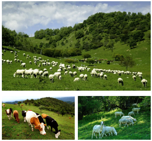 ʨ�ӻ� - ������ɫ��Ϸ����