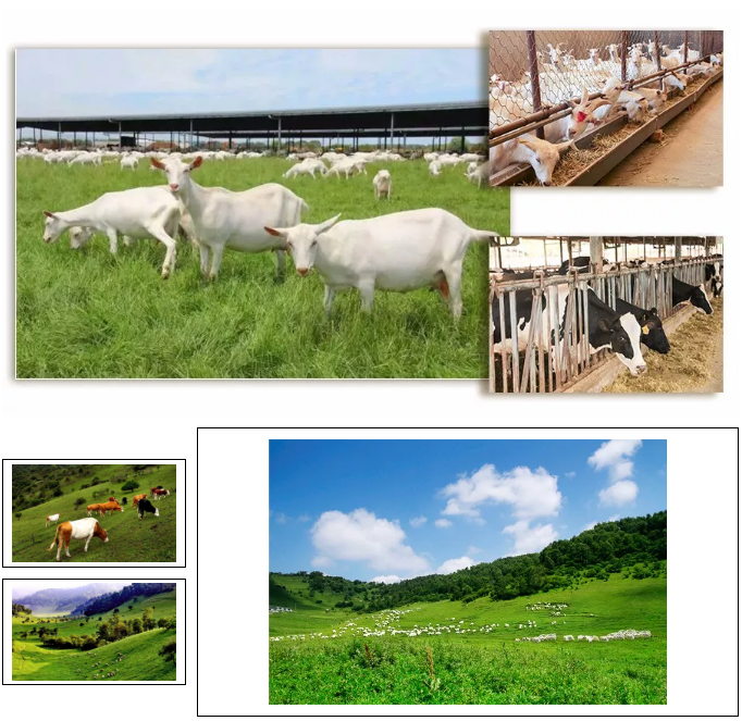 ʨ�ӻ� - ������ɫ��Ϸ����