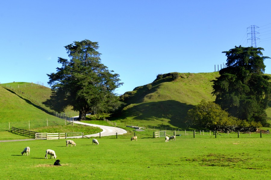 ʨ�ӻ� - ������ɫ��Ϸ����