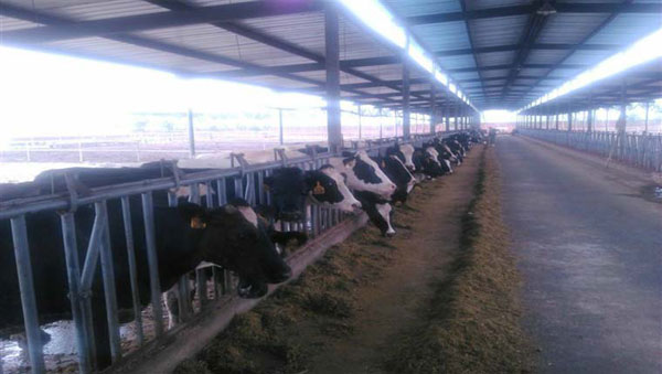 ʨ�ӻ� - ������ɫ��Ϸ����