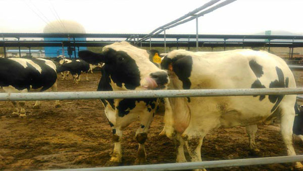 ʨ�ӻ� - ������ɫ��Ϸ����