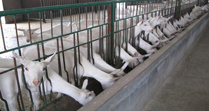 ʨ�ӻ� - ������ɫ��Ϸ����