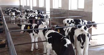 ʨ�ӻ� - ������ɫ��Ϸ����