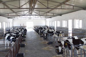 ʨ�ӻ� - ������ɫ��Ϸ����