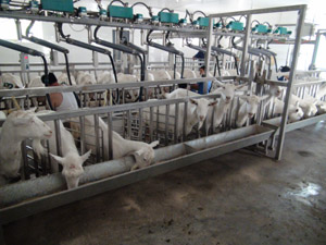 ʨ�ӻ� - ������ɫ��Ϸ����