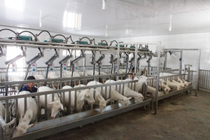 ʨ�ӻ� - ������ɫ��Ϸ����