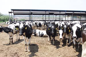 ʨ�ӻ� - ������ɫ��Ϸ����