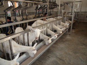 ʨ�ӻ� - ������ɫ��Ϸ����