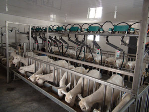 ʨ�ӻ� - ������ɫ��Ϸ����