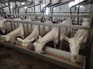 ʨ�ӻ� - ������ɫ��Ϸ����