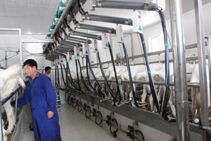 ʨ�ӻ� - ������ɫ��Ϸ����